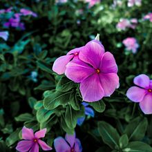 Flor da Bahia, Brasil. Photograph, Fine-Art Photograph, Portrait Photograph, Photographic Lighting & Interior Photograph project by Cleber Oliveira Maia - 02.17.2025