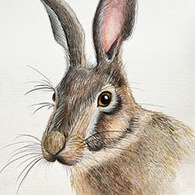 Do Esboço à Aquarela: A Evolução do Meu Coelho. Traditional illustration, Watercolor Painting, Fine Arts, and Naturalistic Illustration project by Eveli Rayane da Silva Ramos - 02.17.2025