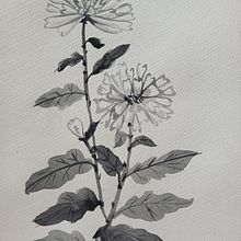 Crisantemos. Drawing, Traditional illustration, Ink Illustration, Fine Arts, and Painting project by vivianaliviero - 02.19.2025