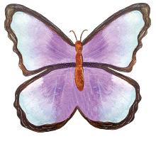 Ilustración para productos. Un proyecto de Dibujo artístico, Ilustración botánica, Ilustración naturalista				 y Pintura a la acuarela de Angélica Isaza - 22.02.2025