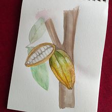 Cacao Pods. Un proyecto de Ilustración botánica, Ilustración naturalista				, Pintura y Pintura a la acuarela de Atenea Camacho - 22.02.2025