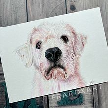 Dallo Schizzo alla Vita di un Cane. Un progetto di Illustrazione tradizionale e Illustrazione naturalistica di Rosario F. - 23.02.2025