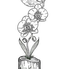 Orquid under the moon. Un progetto di Disegno, Disegno digitale, Design di tatuaggi, Graphic design, Illustrazione tradizionale e Illustrazione digitale di Stephanie Semidey - 25.02.2025