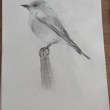 Bird . Un progetto di Disegno, Disegno a matita, Sketchbook e Bozzetti di Karina Liberalesso - 26.02.2025