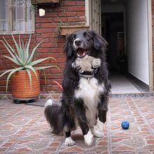 Fotografía para principiantes: My dog. Un progetto di Composizione fotografica, Fotografia e Fotografia digitale di Maria Kamila Arroyo - 28.02.2025