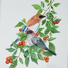Ilustração de aves. Drawing, Fine Arts, Naturalistic Illustration, Pencil Drawing, Realistic Drawing, and Watercolor Painting project by Vera Elenita Medeiros - 02.28.2025