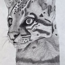 Ocelot - Graphite Illustration. Drawing, Traditional illustration, Naturalistic Illustration, and Pencil Drawing project by Shaylyn Berntson - 03.01.2025