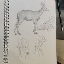 Venado uno y dos. Character Design, Children's Illustration, Drawing, and Pencil Drawing project by Juan Freddy Abarca Cordero - 03.02.2025
