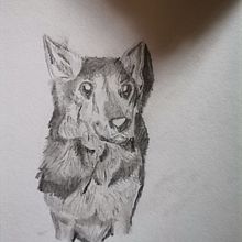 Final Naturalist Project :Subject:Bruno. Drawing, Traditional illustration, Naturalistic Illustration, and Pencil Drawing project by isabelasosalovo - 03.07.2025