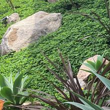 JARDIN LADERA GT. Floral, Plant Design, L, scape Architecture, and Spatial Design project by William Velasquez - 03.07.2025