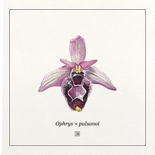 Orchidées à l'aquarelle. Fine Arts, Drawing, Traditional illustration, Painting, Watercolor Painting, and Botanical Illustration project by Emma Badouard - 03.07.2025