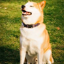 Photo dog sitter. Photograph, Portrait Photograph, Lifest, le Photograph, Instagram Photograph, Documentar, and Photograph project by Bre Moreira - 03.11.2025