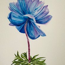 Anemone. Un proyecto de Ilustración botánica, Bellas Artes, Pintura y Pintura a la acuarela de Alessandra Roncagliolo - 14.03.2025