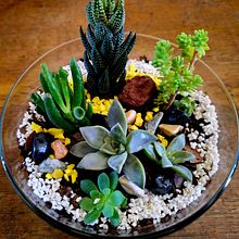 Minimundo Verde . Decoration, Interior Design, DIY, L, scape Architecture, Floral, and Plant Design project by cyntia_vota - 03.15.2025