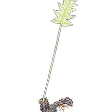 A study of Phlebotium aureum. Ilustração digital e Ilustração botânica projeto de Tara Severns - 16.03.2025