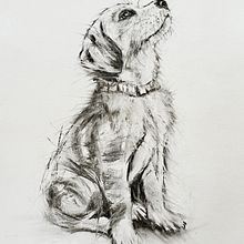 animal illustration with charcoal and ink. Projekt z dziedziny  R, sunek,  R, sunek atramentem, Ilustracja naturalist, czna i  Sztuki piękne użytkownika kathrynga - 17.03.2025
