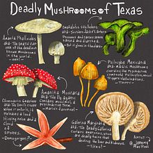 Deadly Mushrooms of Texas Ein Projekt aus dem Bereich Zeichnung, H, Lettering, Traditionelle Illustration, Lettering und Erzählung von Jeremy Ross - 19.03.2025
