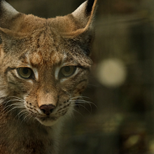 Animais em Via de Extinção em Portugal. Web Development, and Programming project by Joao Pinto - 03.20.2025