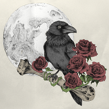 El cuervo y la rosa - Composición a boligrafo. Drawing, Realistic Drawing, Traditional illustration, and Naturalistic Illustration project by Sara Fuerte - 03.22.2025