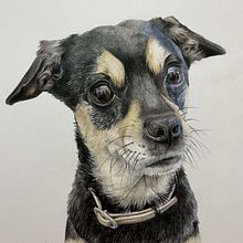 Retrato de mascotas. Projekt z dziedziny Trad, c, jna ilustracja, Ilustracja naturalist i czna użytkownika fuentesblancogonzalez - 22.03.2025