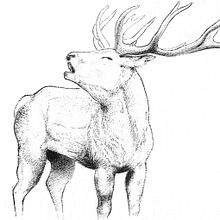 Dessin gestuel et académique d'animaux sauvages. Un proyecto de Dibujo, Dibujo anatómico, Dibujo a lápiz, Dibujo de Retrato y Sketchbook de Guillaume CLARIMONT - 22.03.2025