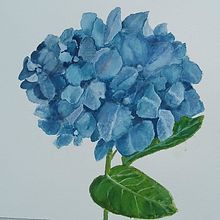 Ma réalistion. Un progetto di Illustrazione botanica, Belle arti, Pittura e Pittura ad acquerello di michel_dherville - 25.03.2025