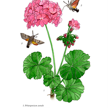 Botanische Illustration "Pelargonie und Taubenschwänzchen". Traditional illustration, Painting, Watercolor Painting, Photograph, Post-production, and Botanical Illustration project by Kati Preuß - 03.29.2025