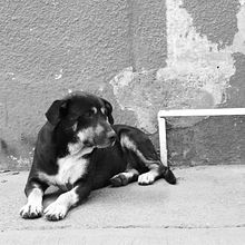  Huellitas por las calles . Digital Photograph, Documentar, and Photograph project by Oswaldo Jiménez Arreola - 03.29.2025