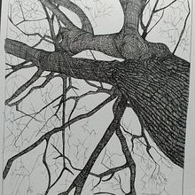 Quercia. Projekt z dziedziny  R, sunek, Trad, c, jna ilustracja,  R, sunek atramentem, Sketchbook i Sketching użytkownika Chiara Baldinelli - 30.03.2025