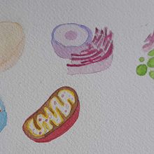 Partes de la célula Ein Projekt aus dem Bereich Aquarellmalerei von Daniela Castellanos - 31.03.2025
