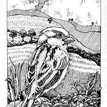 "Sparrow in landscape". Dip Pen and Ink Illustration. Artistic Drawing, Drawing, Ink Illustration, Naturalistic Illustration, Sketchbook, and Sketching project by Karina Mosegård - 04.02.2025