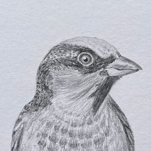 House Sparrow . Projekt z dziedziny  R, sunek, Trad, c, jna ilustracja, Ilustracja naturalist, czna, R i sunek ołówkiem użytkownika Andreea Morrison - 06.04.2025