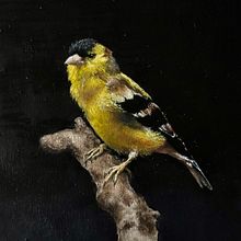 My project for course: Classical Oil Painting for Naturalist Bird Portraiture. Projekt z dziedziny  Sztuki piękne, Ilustracja naturalist, czna, Malarstwo olejowe i  Malarstwo użytkownika Karin Marleen Dijkstra - 07.04.2025
