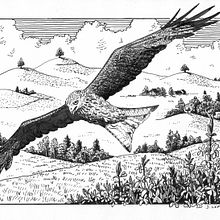 Red Kite over the Hirzel hills. Un progetto di Disegno artistico, Disegno, Illustrazione con inchiostro, Illustrazione naturalistica, Sketchbook e Bozzetti di jutta_loeffler - 12.04.2025