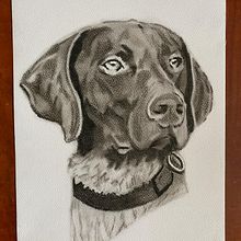 Pet Portrait in Charcoal. Traditional illustration project by Louise Sumner - 04.15.2025
