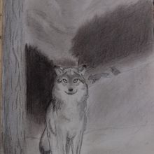 Lobo gris en una noche helada: mi entrada para el Concurso de Ilustraciones Originales. Traditional illustration, Drawing, Pencil Drawing, and Artistic Drawing project by Patricio Aqueveque - 04.16.2025