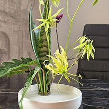 Tension and Grace. Decoration, Floral, Plant Design, Interior Decoration & Interior Design project by Cristian Carapet - 04.17.2025
