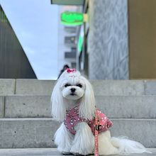 Dog in the city. Photograph, Portrait Photograph, Lifest, le Photograph, Instagram Photograph, Documentar, and Photograph project by 7srqrxkppn - 04.18.2025