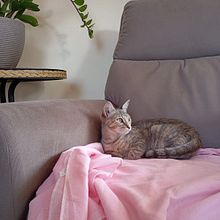 Gato na Poltrona. Mobile Photograph, Instagram, Instagram Photograph, Lifest, and le Photograph project by Aline Nunes - 04.21.2025