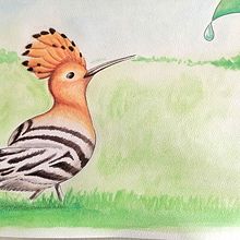Upupa ad acquerello . Un progetto di Disegno artistico, Illustrazione naturalistica e Pittura ad acquerello di Stefania - 22.04.2025