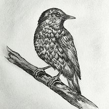 Arte en blanco y negro. Drawing, Traditional illustration, Pencil Drawing, Video, and Realistic Drawing project by paloma_vilches - 04.22.2025