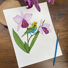Tángara multicolor en una rama de Cattleya . Drawing, Fine Arts, Naturalistic Illustration, Pencil Drawing, Realistic Drawing, and Watercolor Painting project by sguinandramirez - 04.24.2025