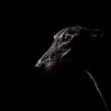 Darwin, el galgo. Photograph project by diadenyscorveas - 04.30.2025