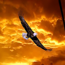 AVES. Ilustração digital projeto de LIC. OMAR RAMÍREZ MONTERO - 02.05.2025