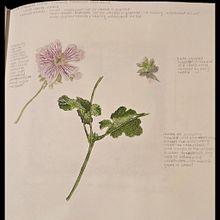 Botanical Watercolour Sketchbook - Sarah Jane Woodruff. Traditional illustration, Watercolor Painting, Botanical Illustration, and Sketchbook project by sjwsarahjane - 05.03.2025