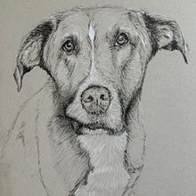 Jack Portrait in Pen & Ink. Drawing, Portrait Drawing & Ink Illustration project by Tara Gannon - 05.09.2025