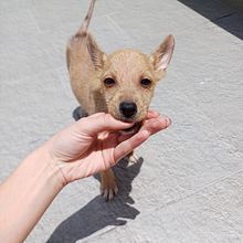 Mi Amor por las Mascotas . Un proyecto de Fotografía y Fotografía de estudio de salamancavalentina27 - 12.05.2025