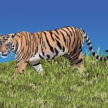Tiger Illustration. Ilustração digital, Desenho, Artesanato, e Design gráfico projeto de Ethan Manges - 14.05.2025