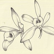 Concevoir un tatouage végétal. Botanical Illustration, Digital Illustration, Traditional illustration, and Tattoo Design project by Canelle - 05.20.2025