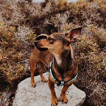 Coco y la playa . Photograph, Portrait Photograph, Lifest, le Photograph, Instagram Photograph, Documentar, and Photograph project by naylenp - 05.21.2025